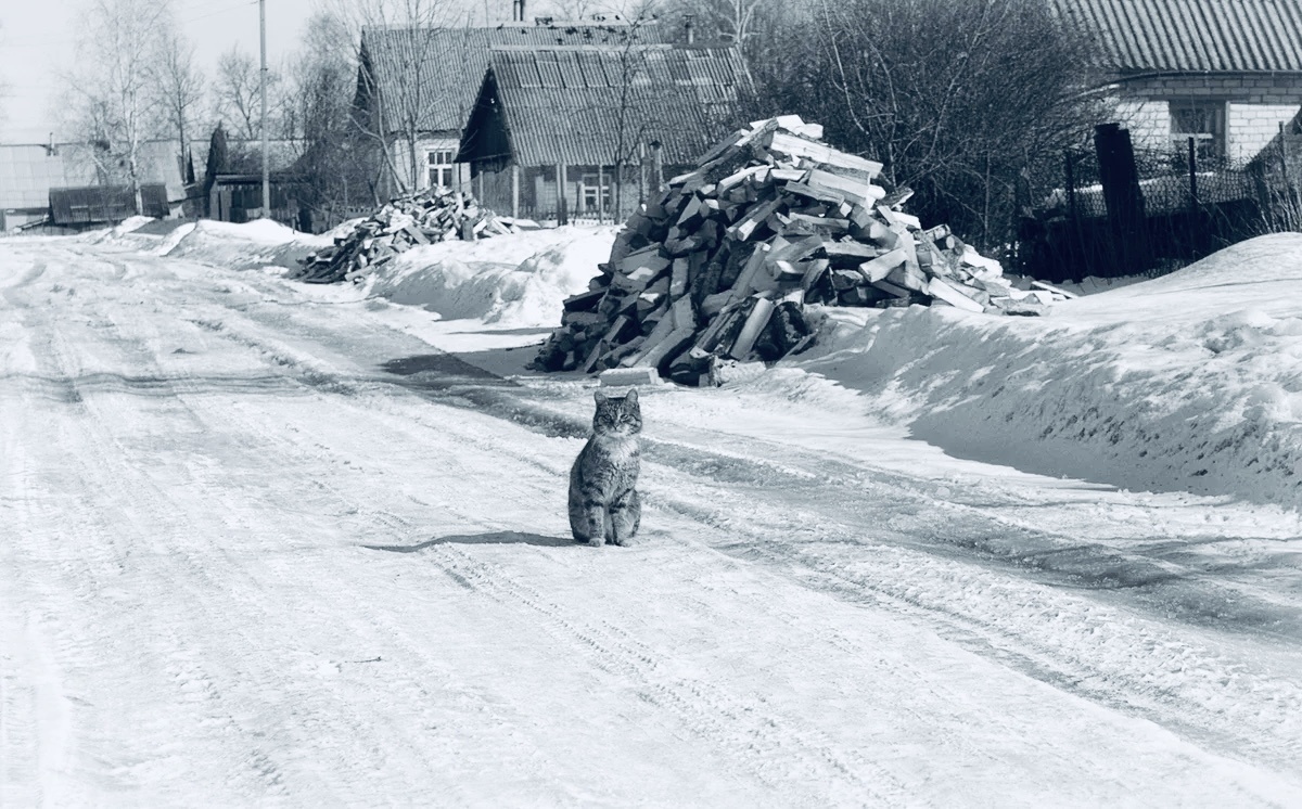 Кот Васька в дом принёс тепло. 