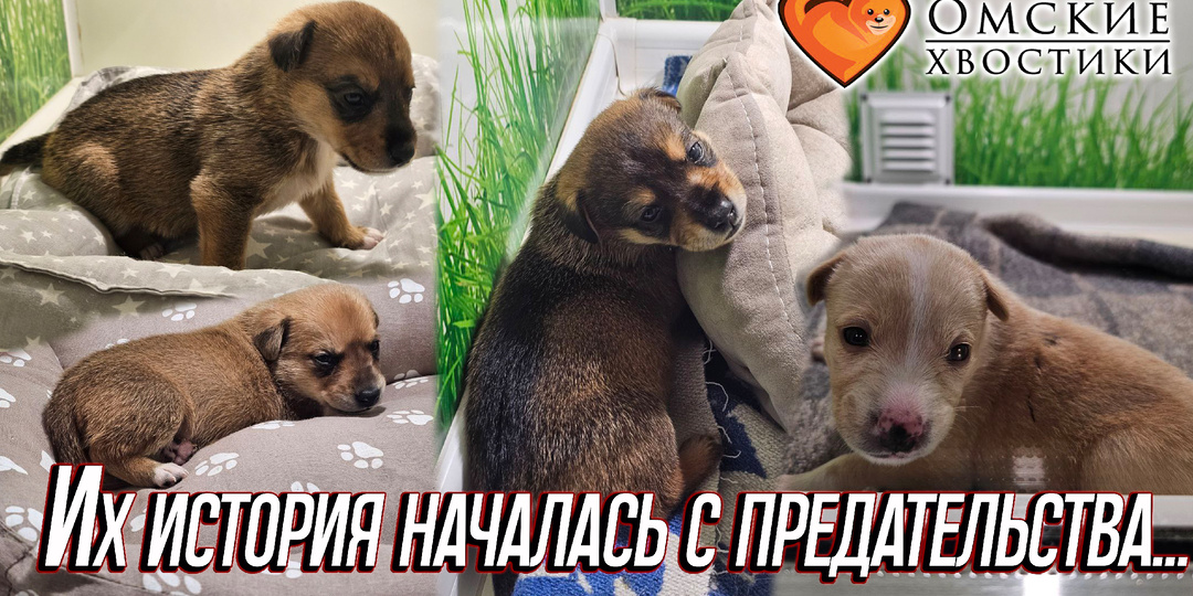 Четыре жизни, выброшенные в мешке. Их история началась с предательства...