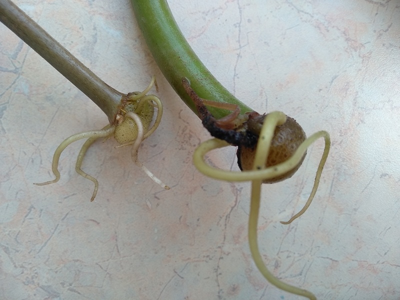 Корни с клубнями на концах стеблей долларового дерева