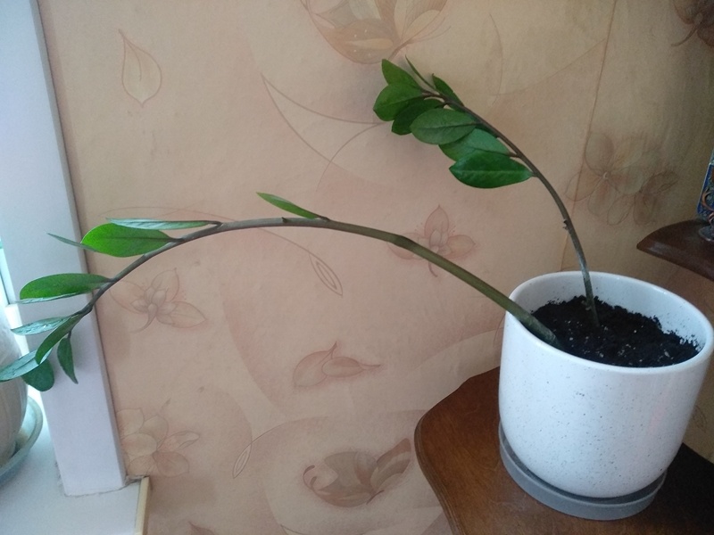 После посадки в землю