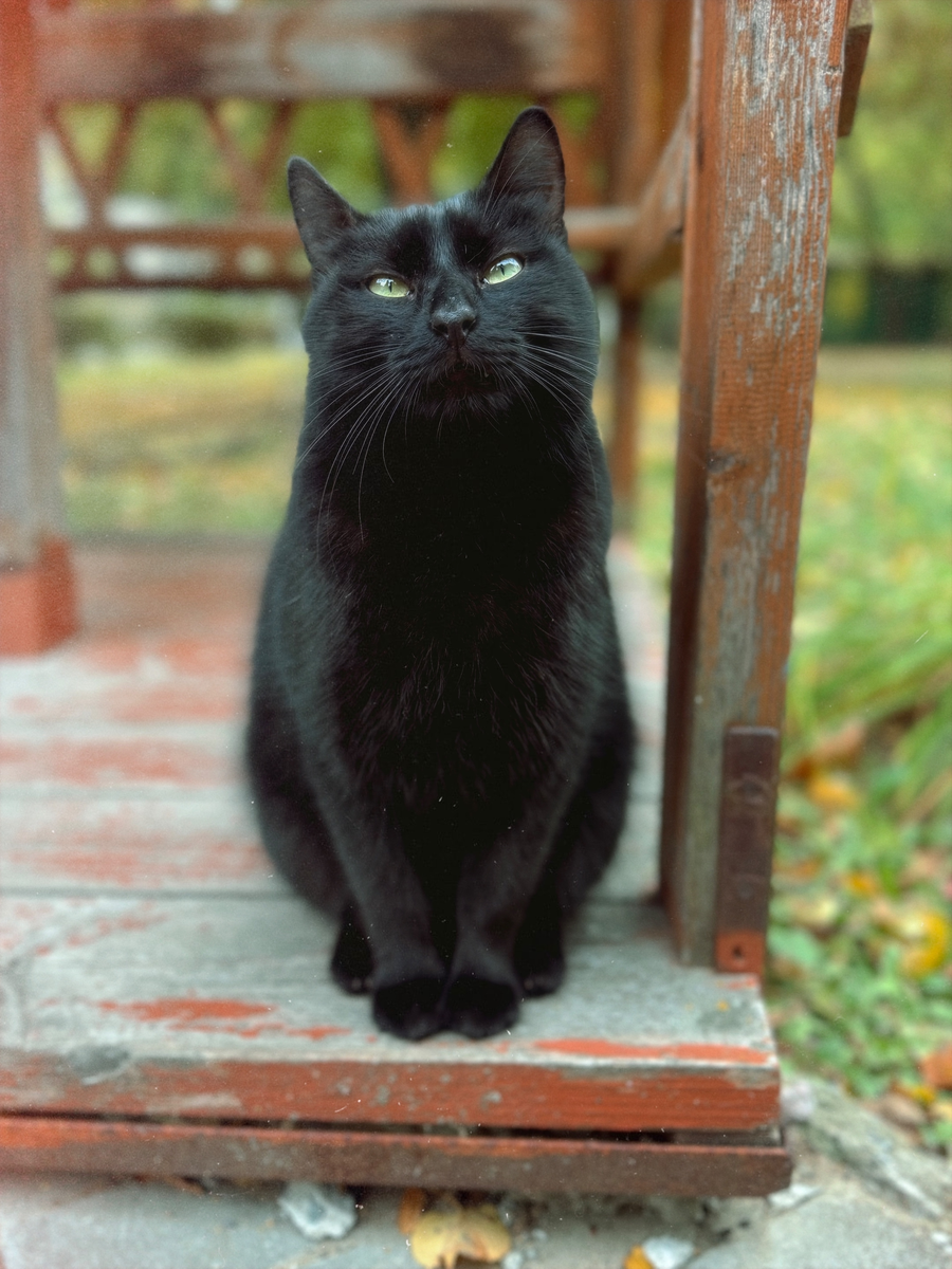 Котик Василий с больничной территории