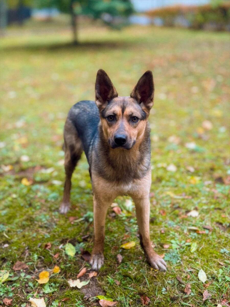 Собаченька с больничной территории