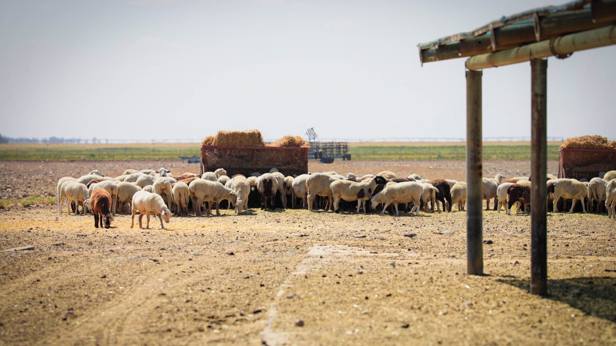    Фото: ТРК Таврия