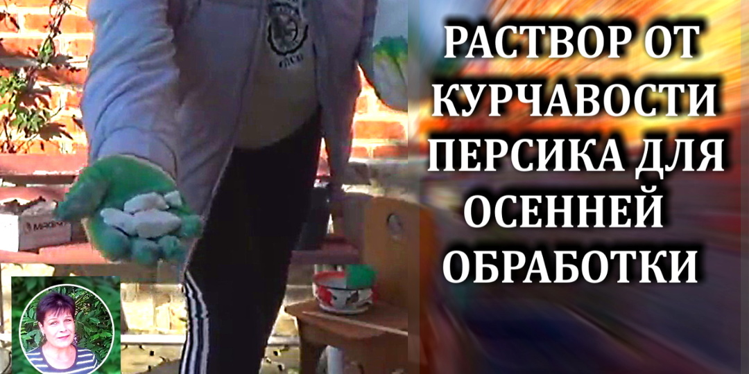 Раствор для осенней обработки персика от курчавости. Открываю все секреты