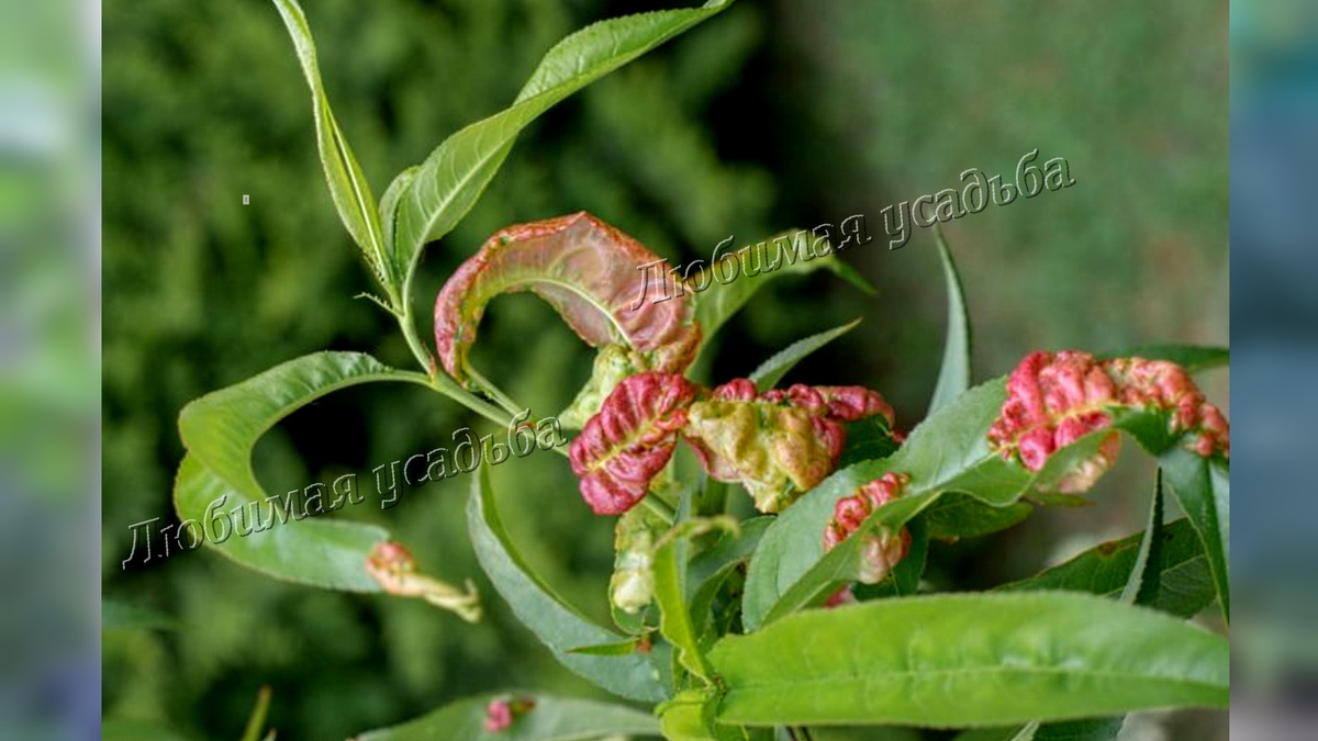 Признаки курчавости листьев персика