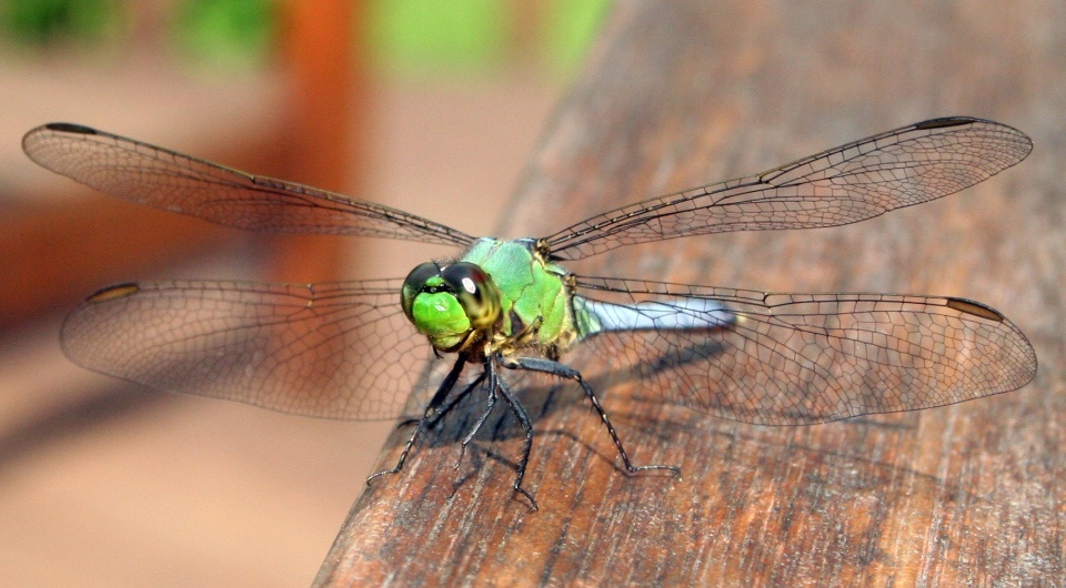   R. A. Nonenmacher / Wikimedia Commons / CC BY 2.5