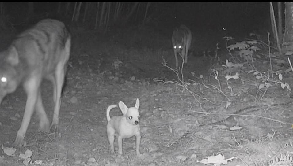 А ведь выглядело всё так правдоподобно! 