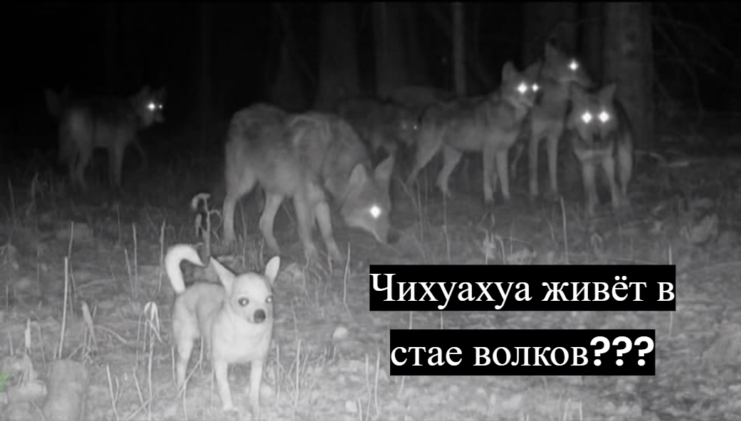 Такой пёс и волков по струнке ходить научит! 