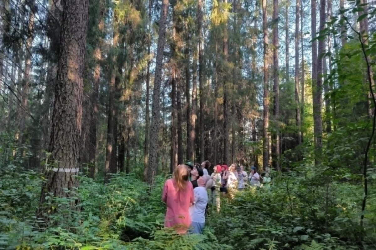    В Куве растут самые высокие деревья в Пермском крае