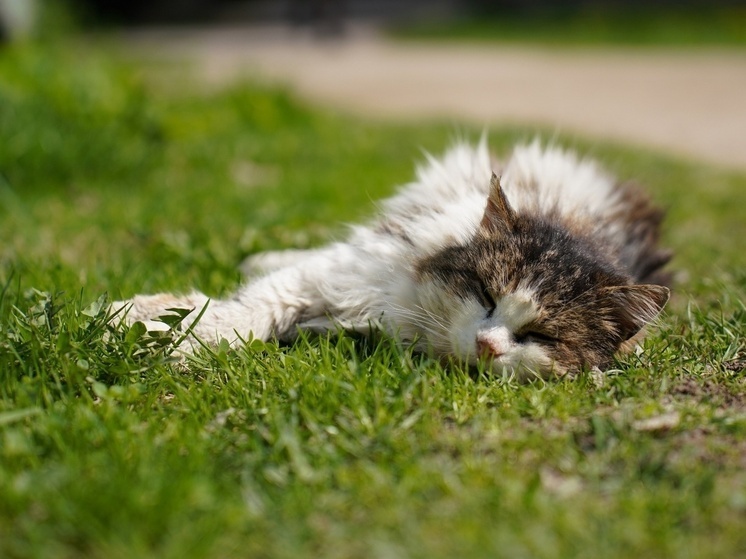     Фото: Светлана Мулыкина
