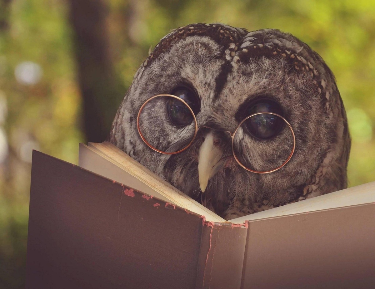    Некоторые виды, например полярная сова, способны услышать шорох мыши под толстым слоем снега. Источник изображения: culture.ru