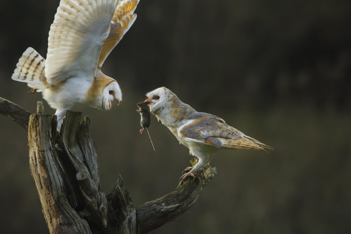    Одно ухо у совы расположено выше другого, поэтому она улавливает, с какой стороны и под каким углом идёт звук. Благодаря этому сова может точно определить местоположение жертвы даже в кромешной тьме. Источник изображения: fotoblur.ru
