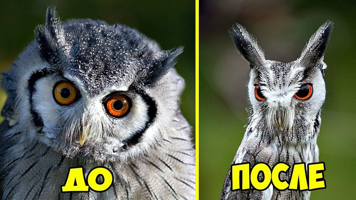    Когда сова чувствует опасность, она распускает перья, становясь вдвое больше. А чтобы остаться незамеченной, наоборот — сплющивается в тонкий столбик, сливаясь с деревом. Источник изображения: rutube.ru