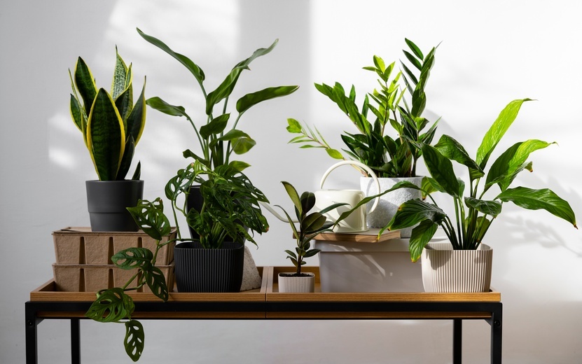    Мошки в цветах: почему появляются и как их победить без вреда для растений