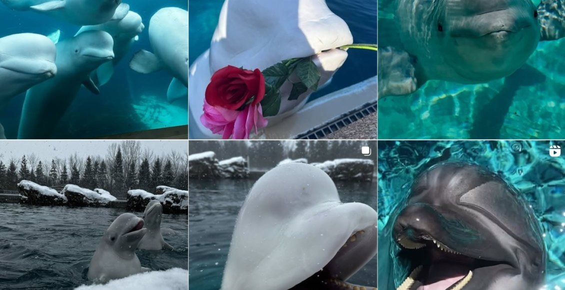    Фото: Marineland of Canada