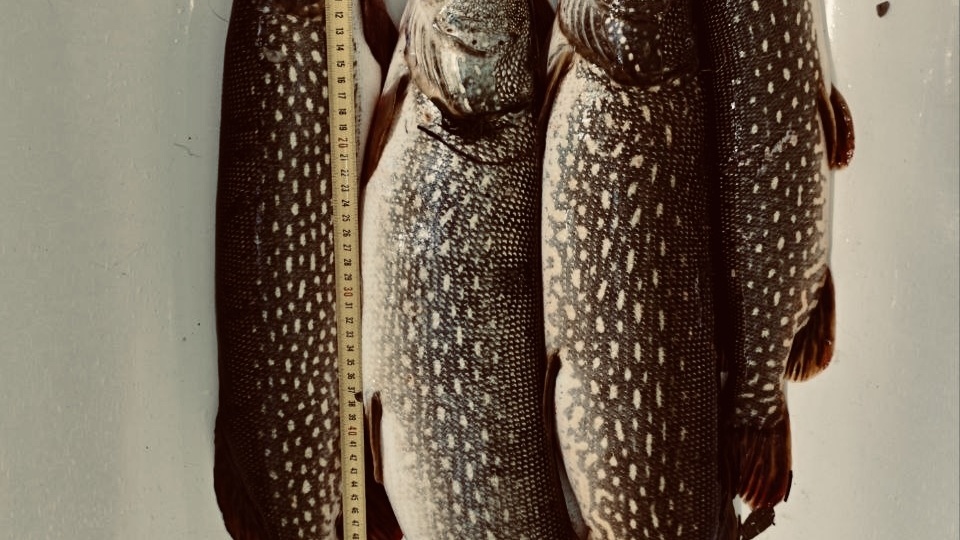 ГОЛЛИВУДСКАЯ РЫБАЛКА НА ЩУКУ И ХИЩНИКА! 🎬🎣💥