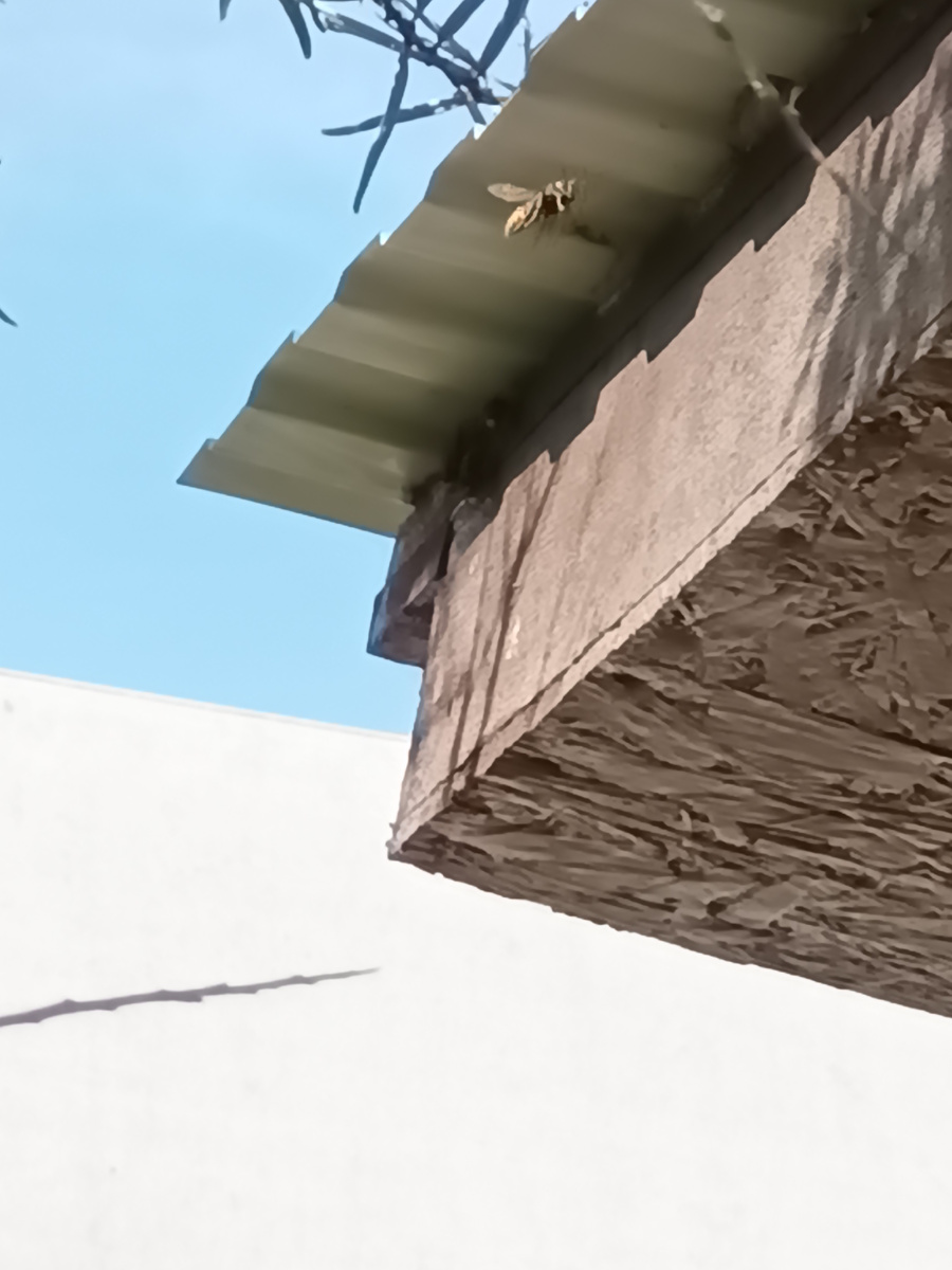 Шершень в полёте