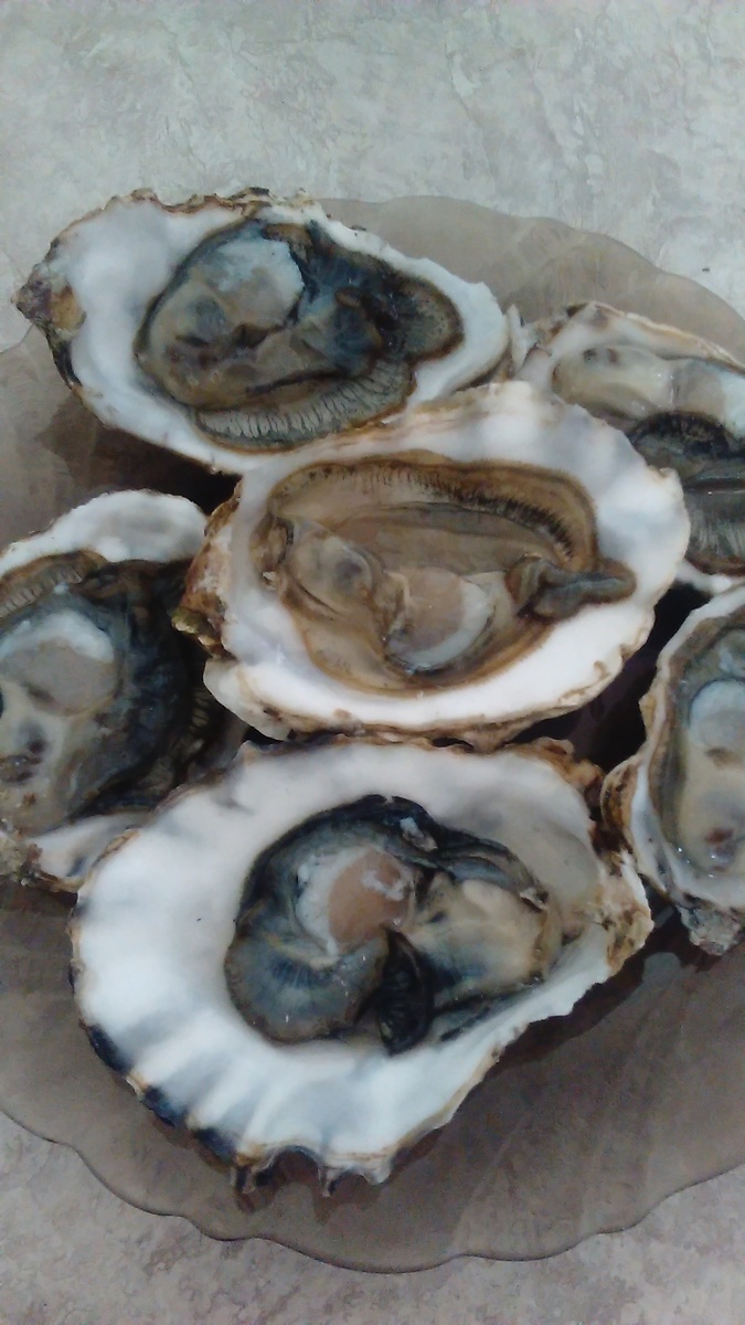 Тихоокеанские устрицы. Фото автора.
