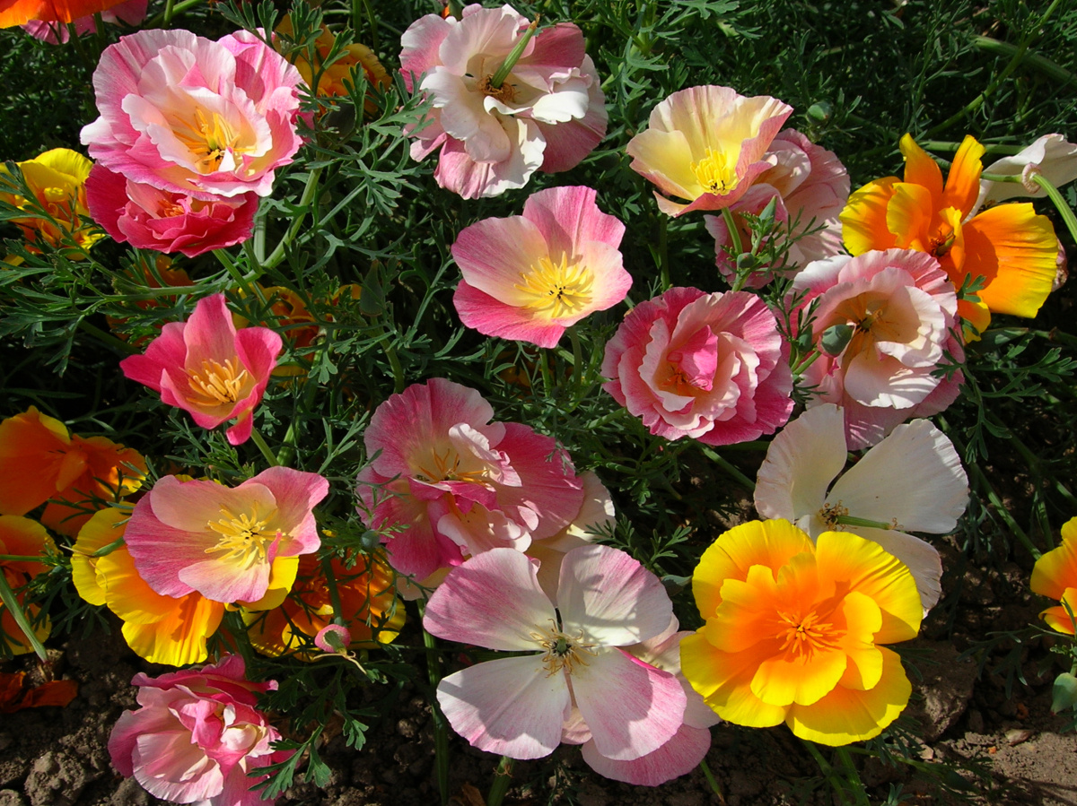 12 лучших цветов для осеннего посева