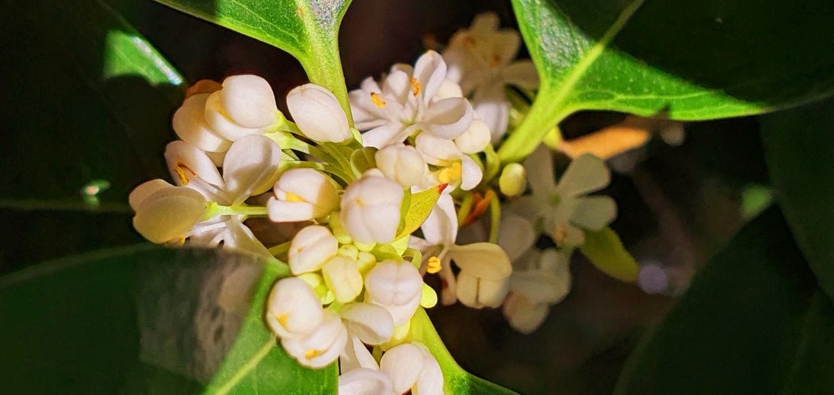    Фото: пресс-служба дендропарка «Южные культуры»