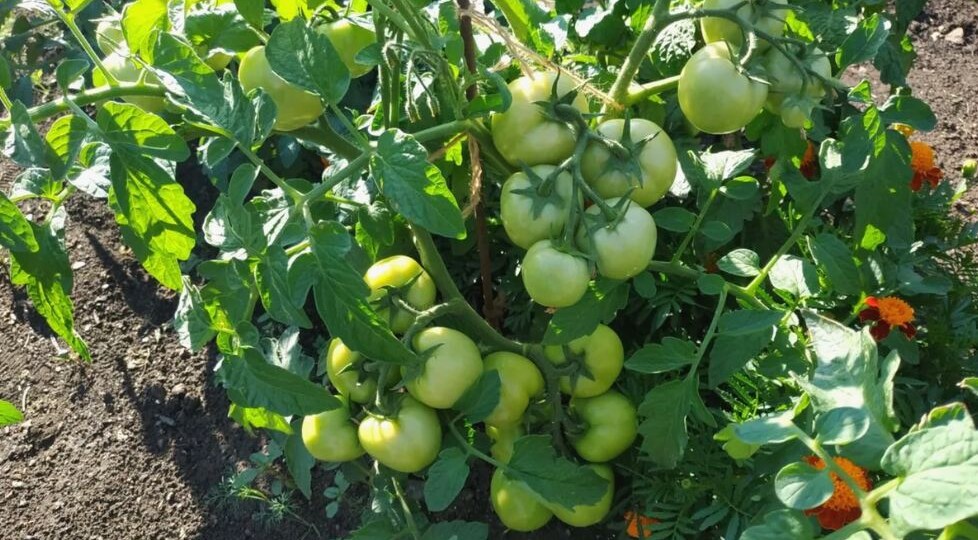 7 сортов низкорослых томатов, которые растут сами по себе