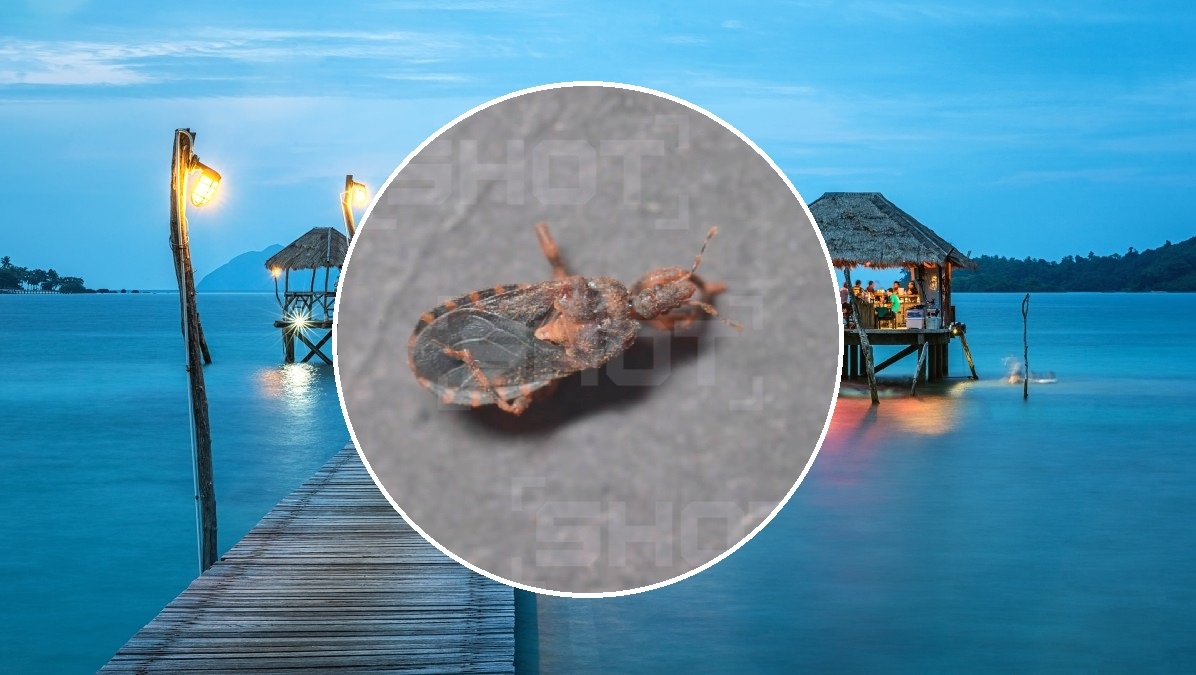 Фото: SHOT; pxhere.com