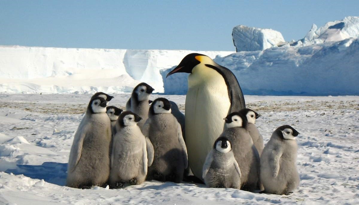 Императорский пингвин — крупнейший и  один из самых известных видов пингвинов