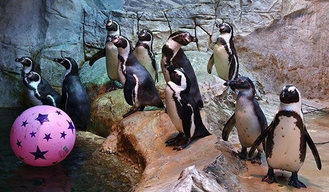 Москва,25 апреля 2025 года. Посетители Московского зоопарка впервые увидели «пингвиний парад».