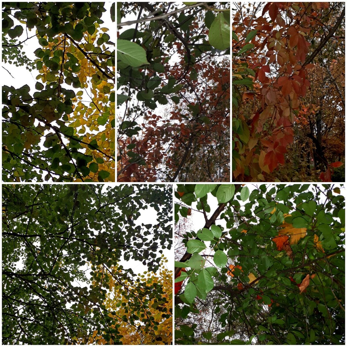 Коллаж автора статьи 08.10.2025г.