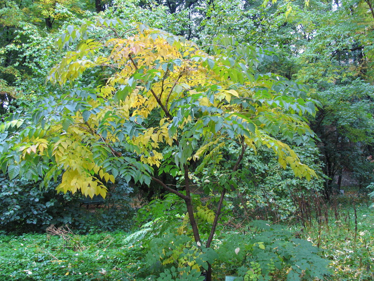 Аралия маньчжурская