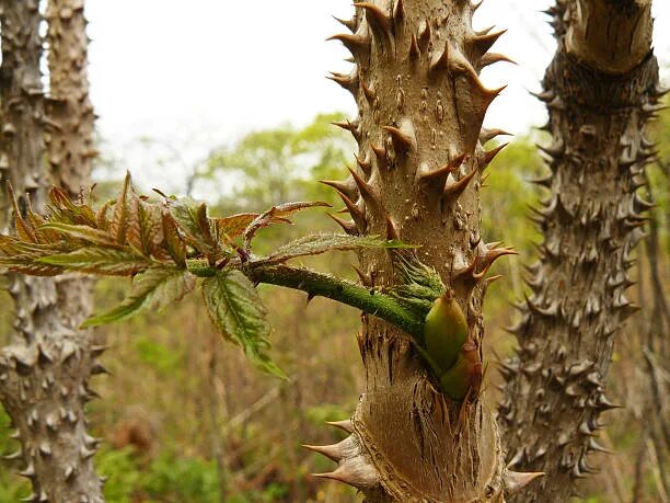 Аралия маньчжурская
