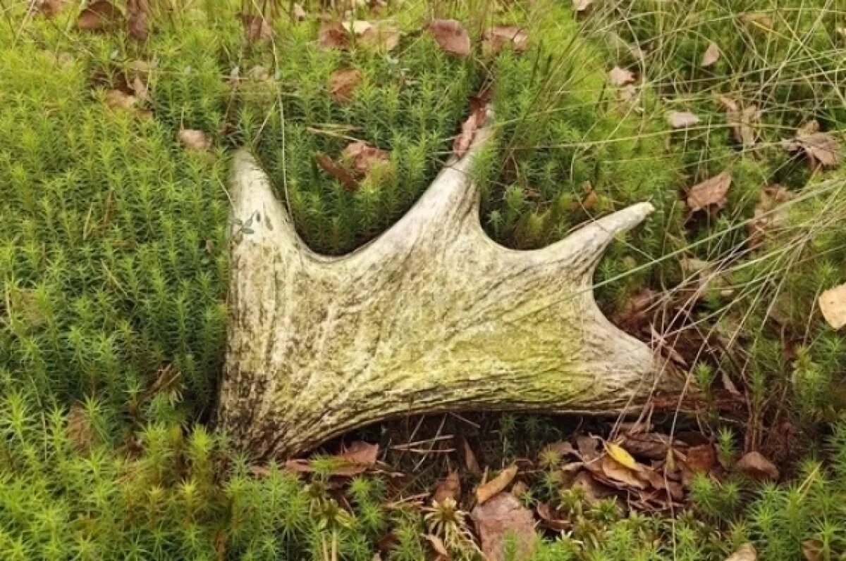    Биолог Глазков нашёл в лесу необычный артефакт