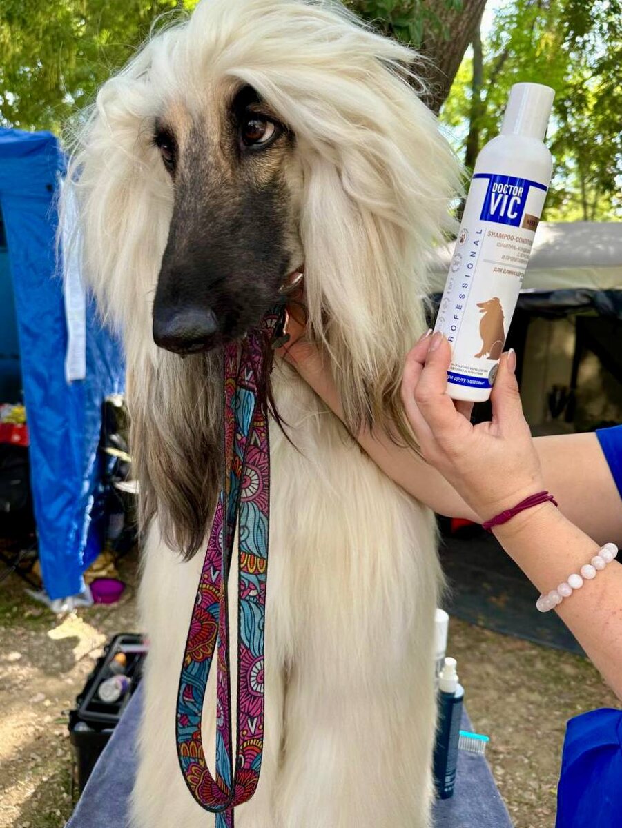 Выставка собак «Золотой Талисман — 2025» в Ташкенте