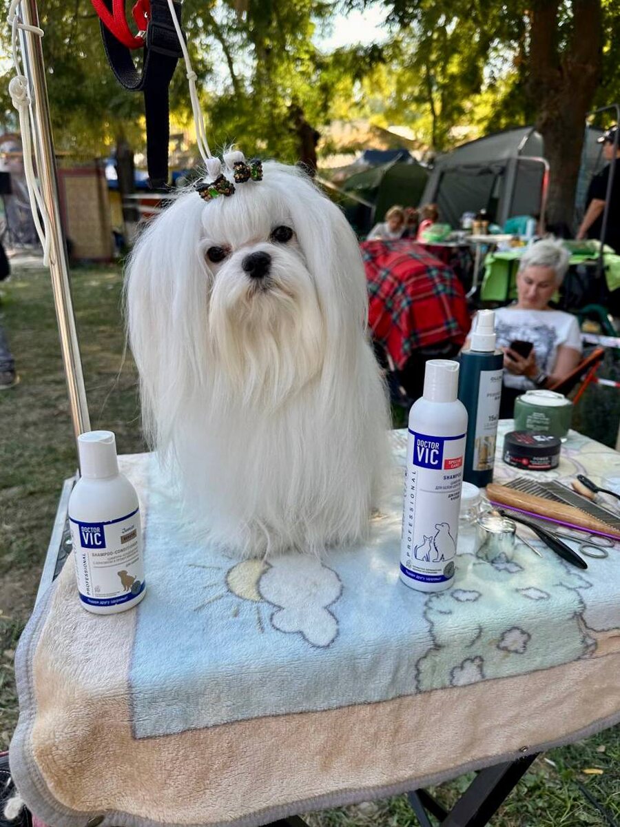 Выставка собак «Золотой Талисман — 2025» в Ташкенте 