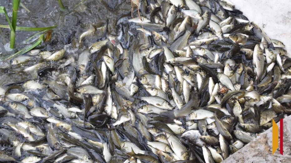    Автор фото: Маргарита Демидова