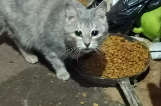 Фото сообщества «Счастливые подобрашки».