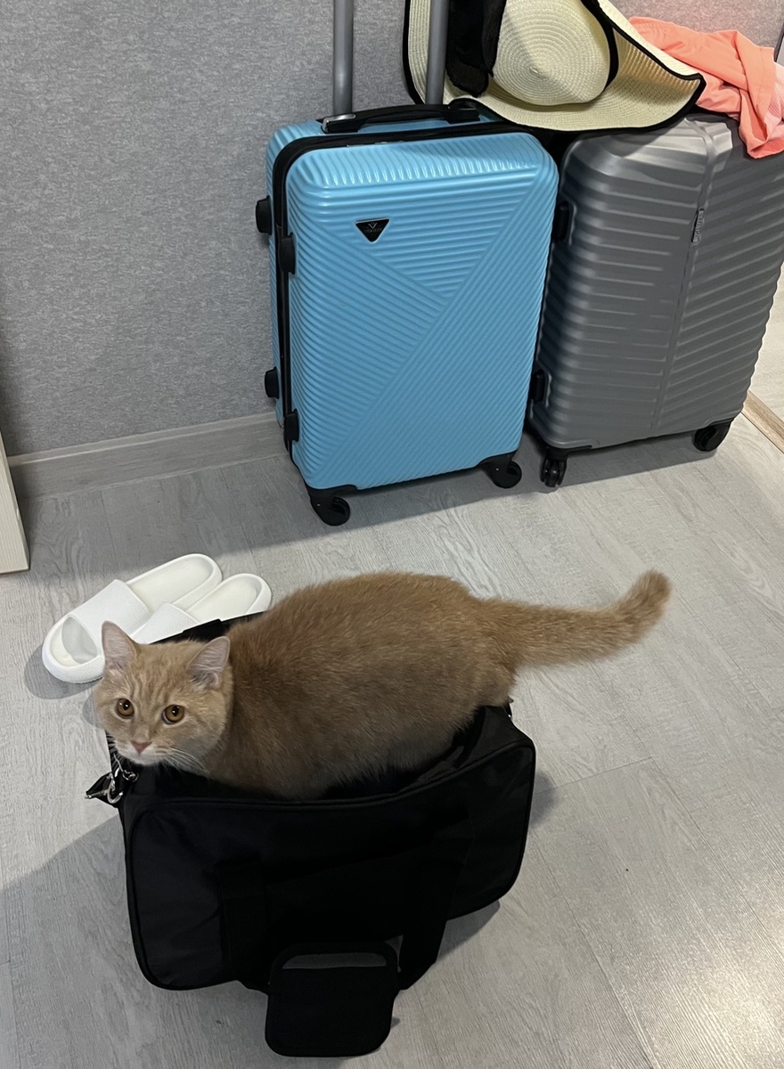 Это наш мальчик, переживал за нас и хотел полететь с нами, но из прелестей ему досталась путевка к деревенским кото-друзьям🐱