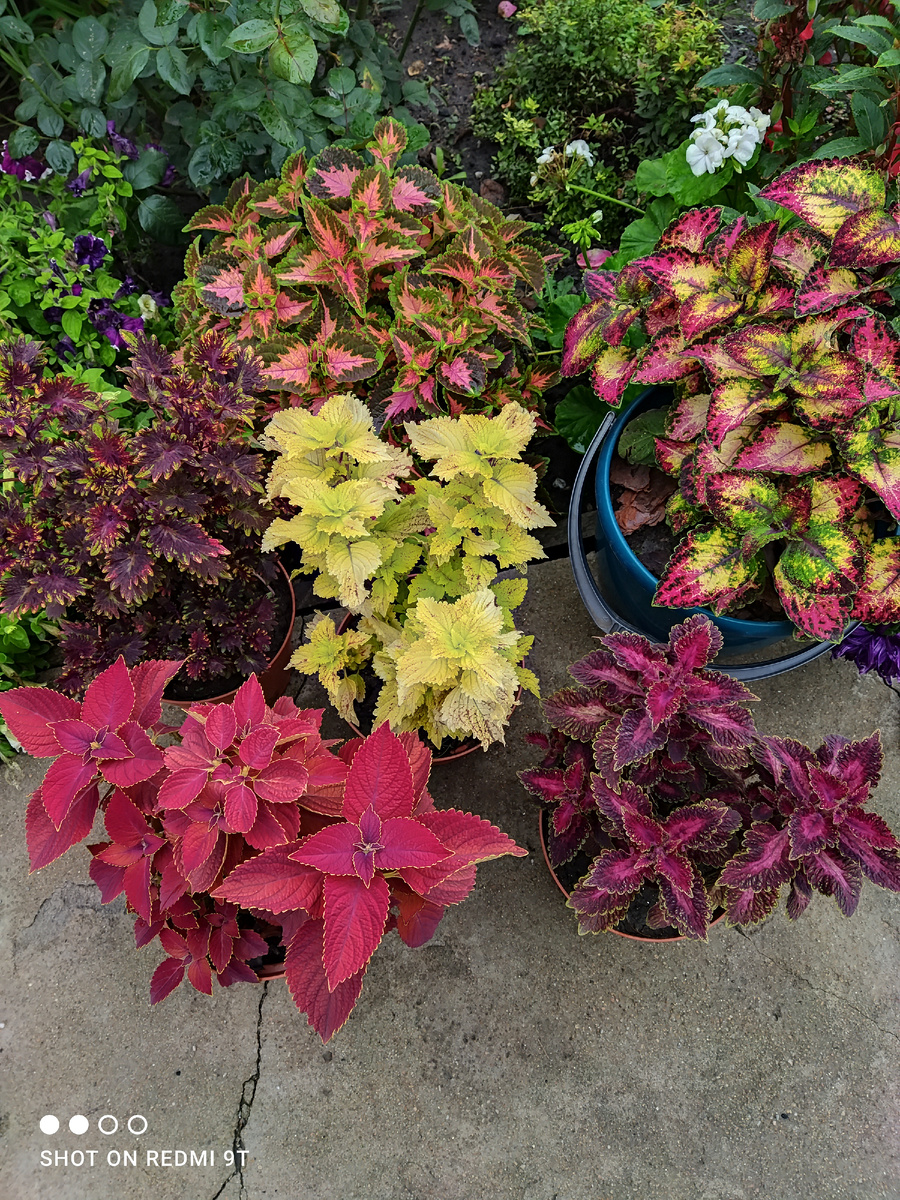 Эти сорта стали первыми  в моей коллекции. 