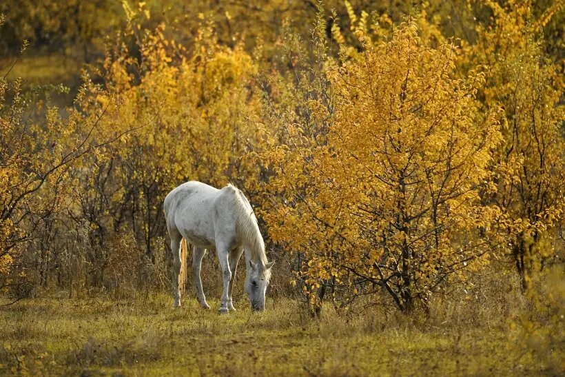     © РИА Новости. Константин Михальчевский