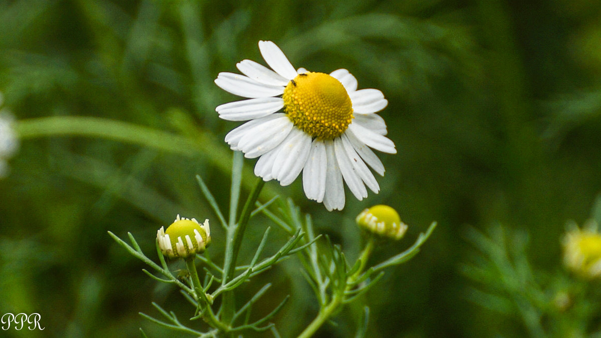 Фото ромашки аптечной: