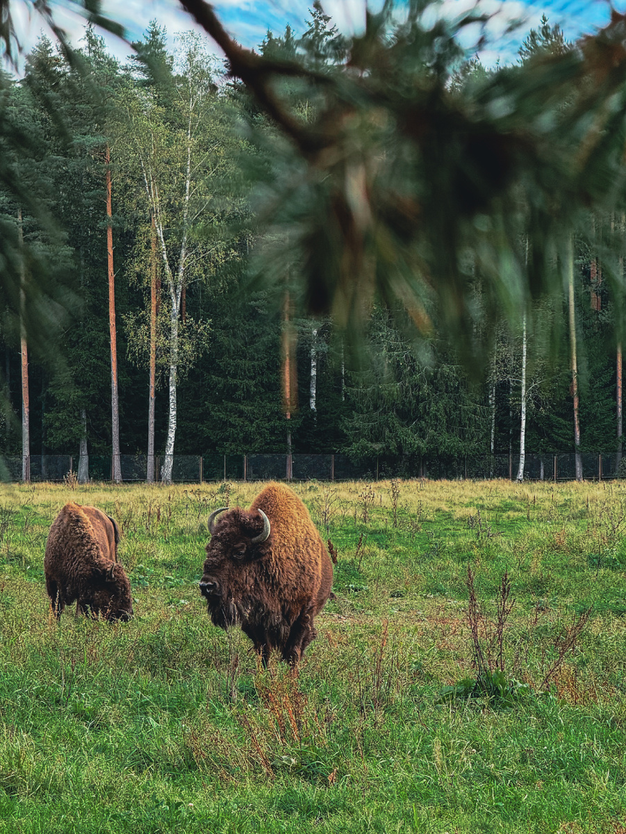 Токсовский зубропитомник, автор фото – Екатерина Юшина