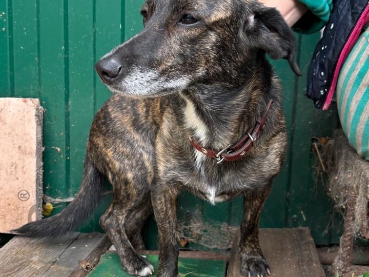 Небольшая собачка никак не может найти дом... Причина в нас или в ней?