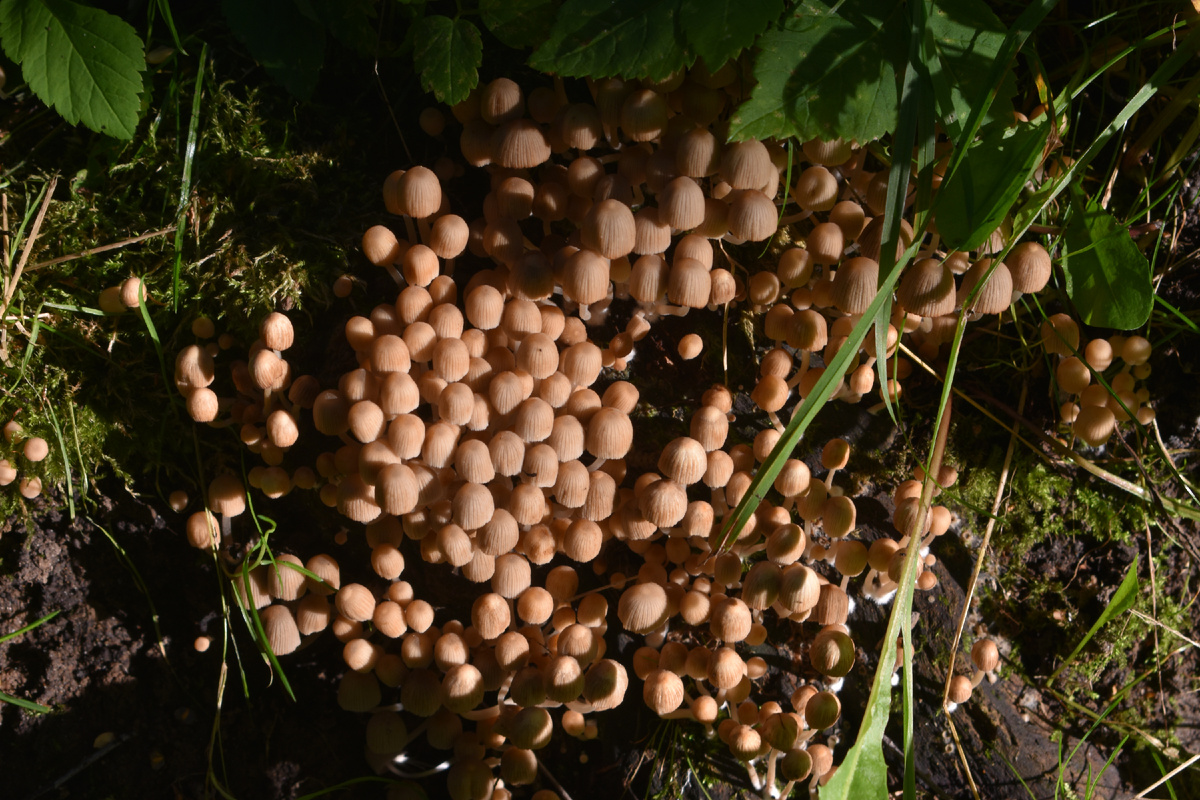 Навозник рассеянный