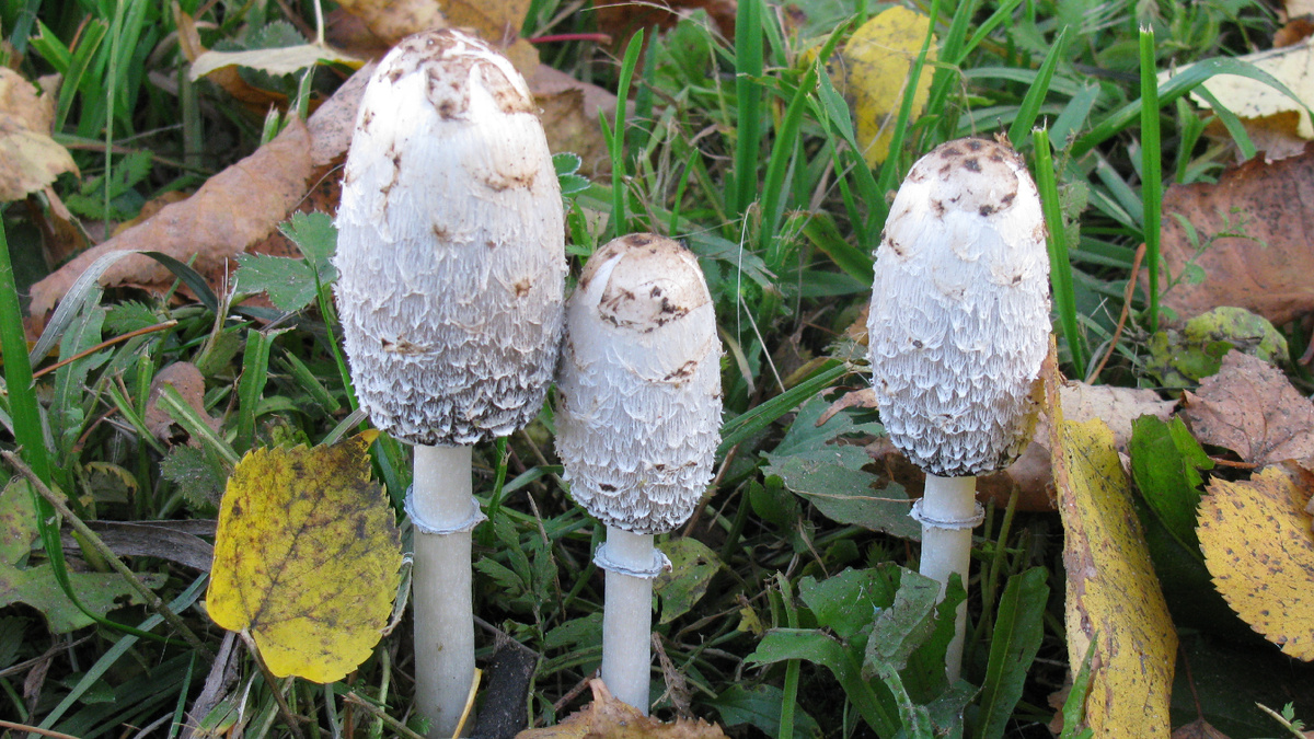 Навозник белый