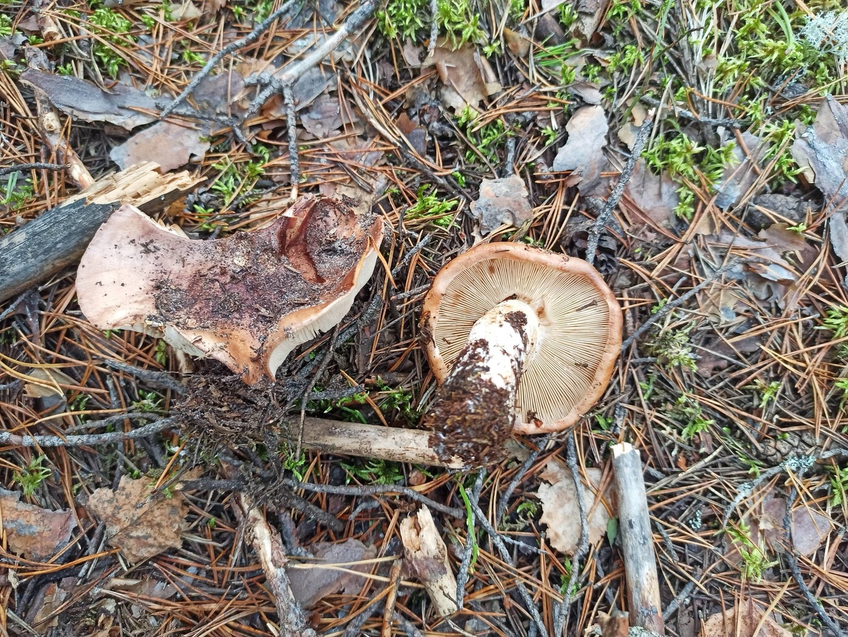 Рядовки пятнистые