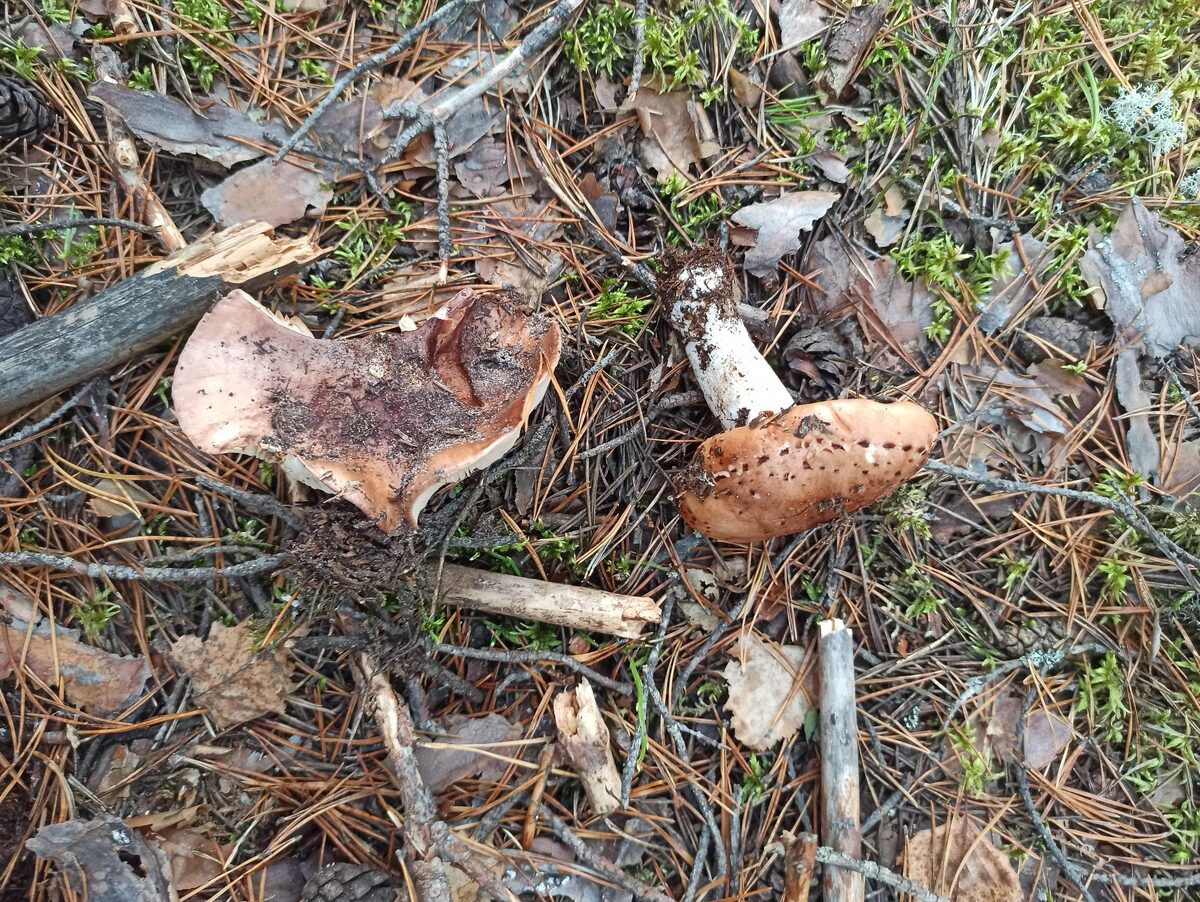 Рядовки пятнистые