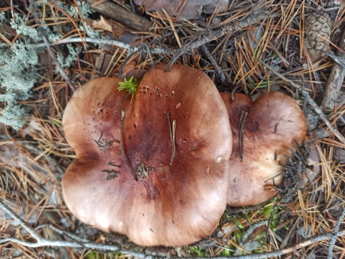 Рядовки пятнистые