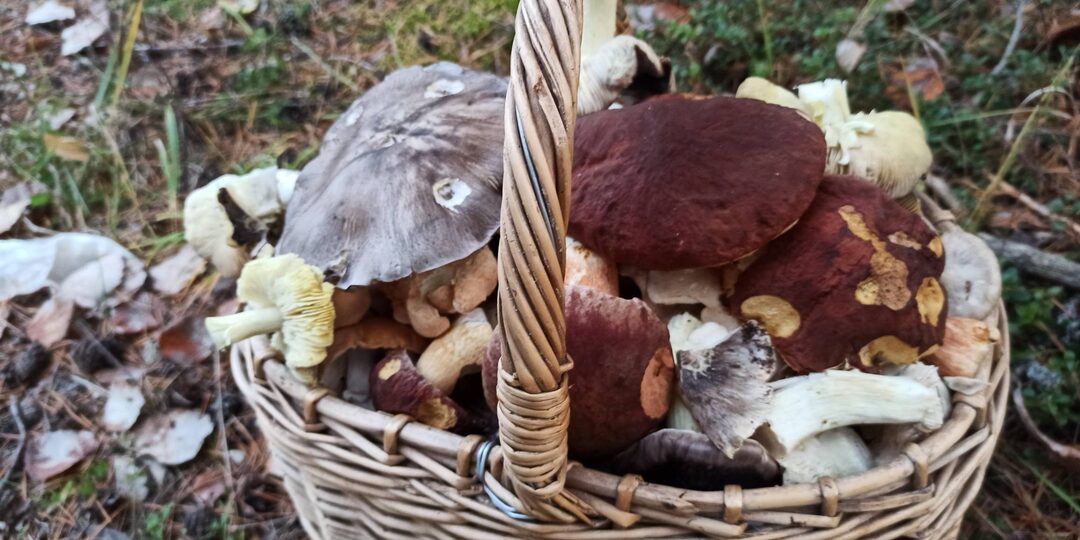 Чем заняться грибнику в Вятке? Октябрьские радости