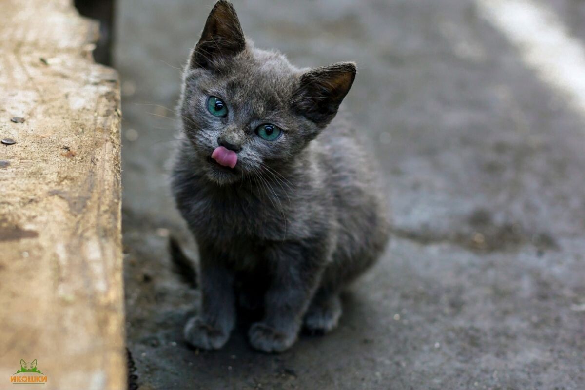 Бездомный котенок 