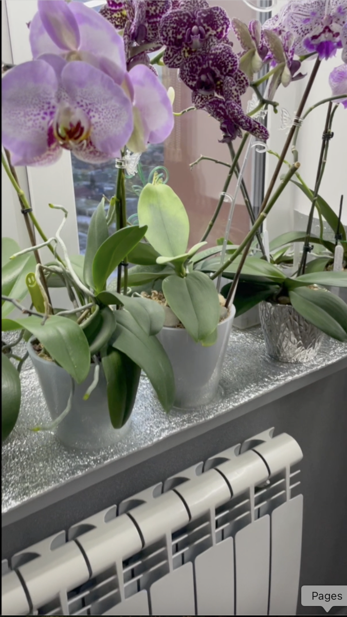 Орхидеи, стоящие на подоконнике, страдают от горячей батареи. Орхидеи С Еленой Кузнецовой